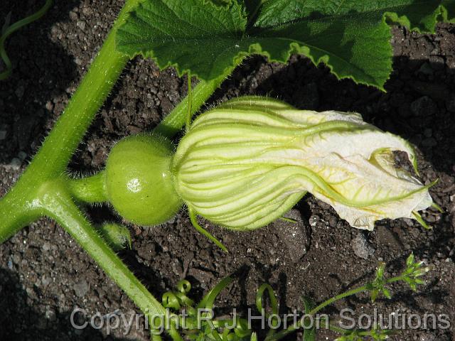 cucurbit flower - female